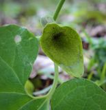 Aristolochia iberica. Цветок. Абхазия, Гудаутский р-н, окр. с. Лдза, широколиственный лес. 11.04.2024.