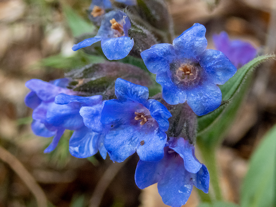 Изображение особи Pulmonaria angustifolia.