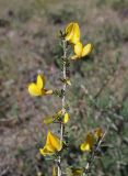 Caragana balchaschensis