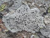 Lecanora marginata