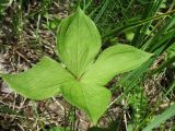Paris quadrifolia