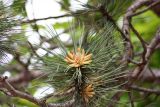 Pinus nigra. Побег с микростробилами. Псков (в культуре). 08.06.2006.