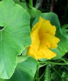 Cucurbita pepo