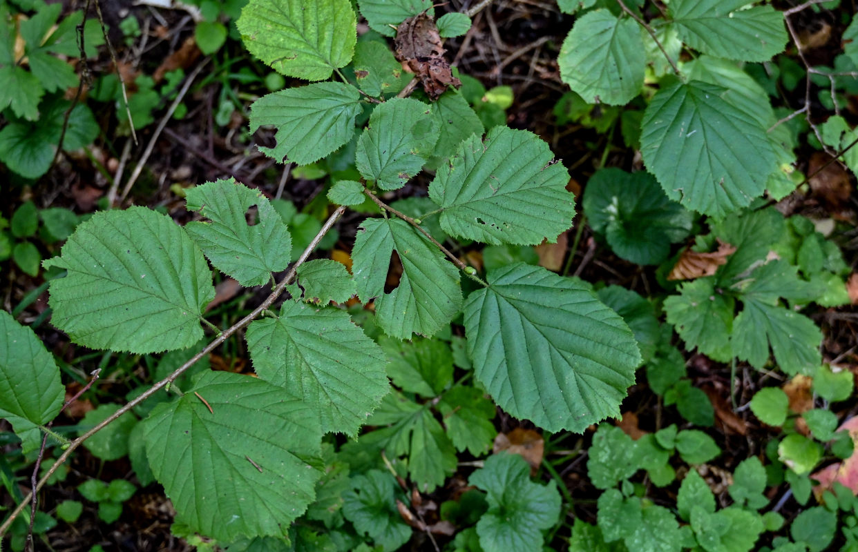 Image of Corylus avellana specimen.