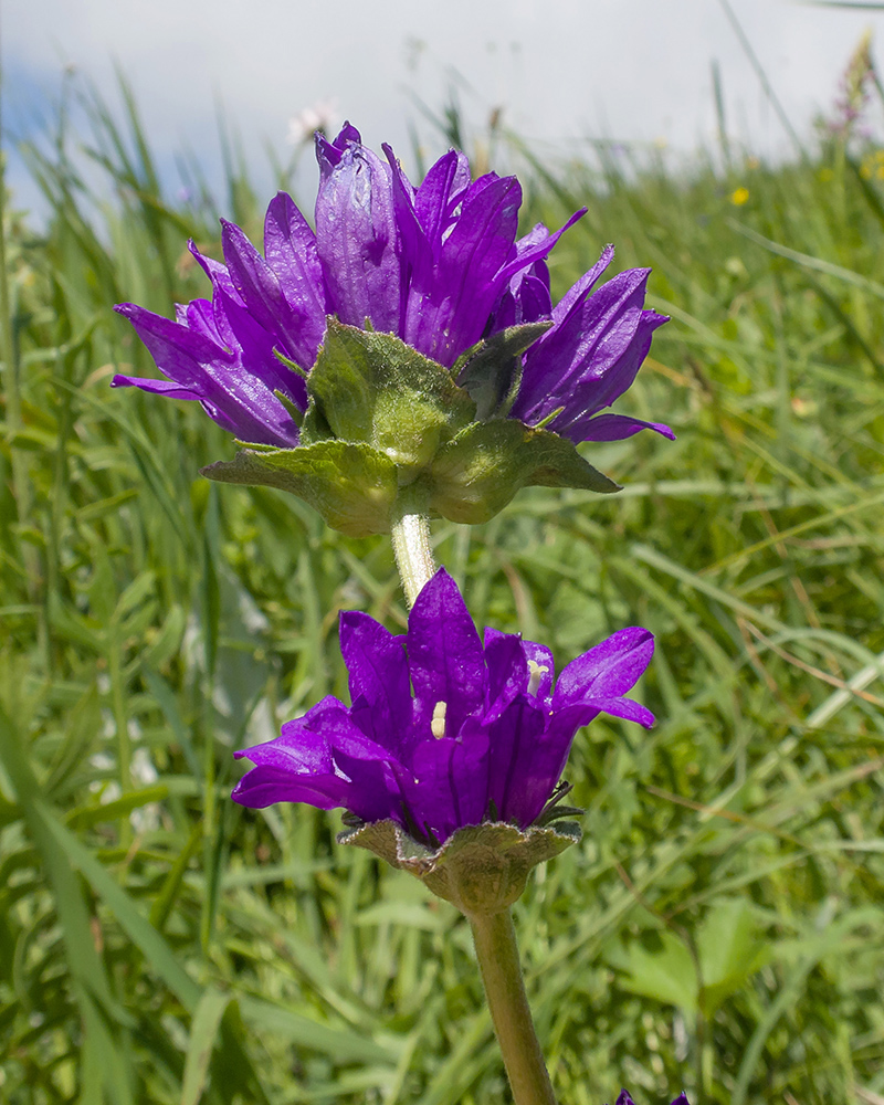 Image of Campanula glomerata ssp. oblongifolioides specimen.