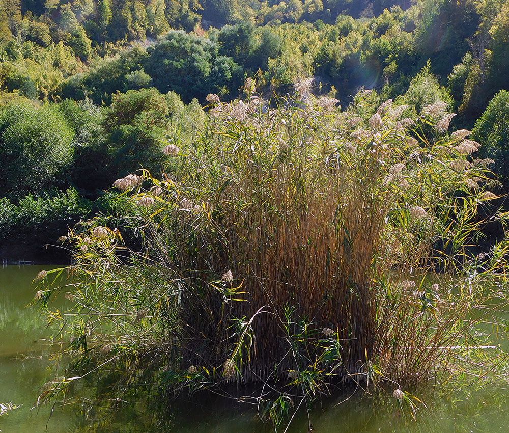 Изображение особи Phragmites australis.
