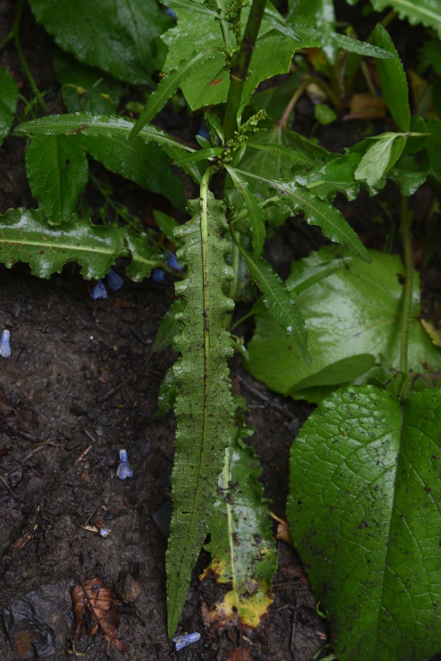 Image of genus Rumex specimen.