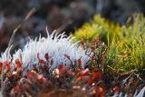 Thamnolia vermicularis