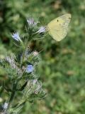Echium biebersteinii. Верхушка побега с питающейся бабочкой Colias erate. Узбекистан, г. Ташкент, пос. Улугбек, санитарно-защитная зона, глинистая почва. 31.05.2015.
