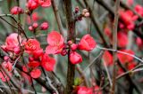 Chaenomeles × superba. Часть ветви с цветками и бутонами. Краснодарский край, Сочи, Адлерский р-н, парк \"Южные культуры\", в культуре. 09.03.2025.