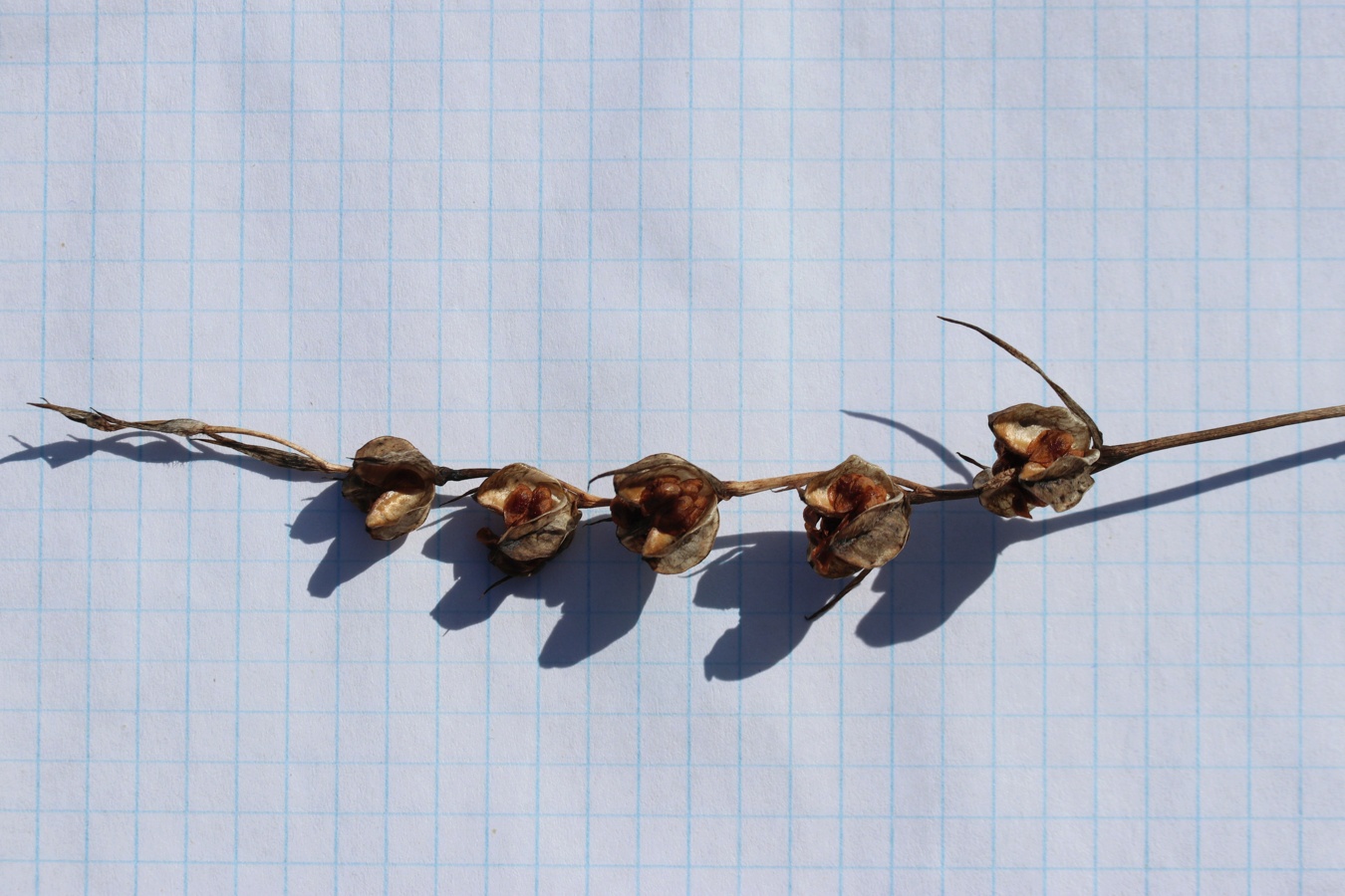 Image of Gladiolus imbricatus specimen.