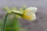 Narcissus × incomparabilis