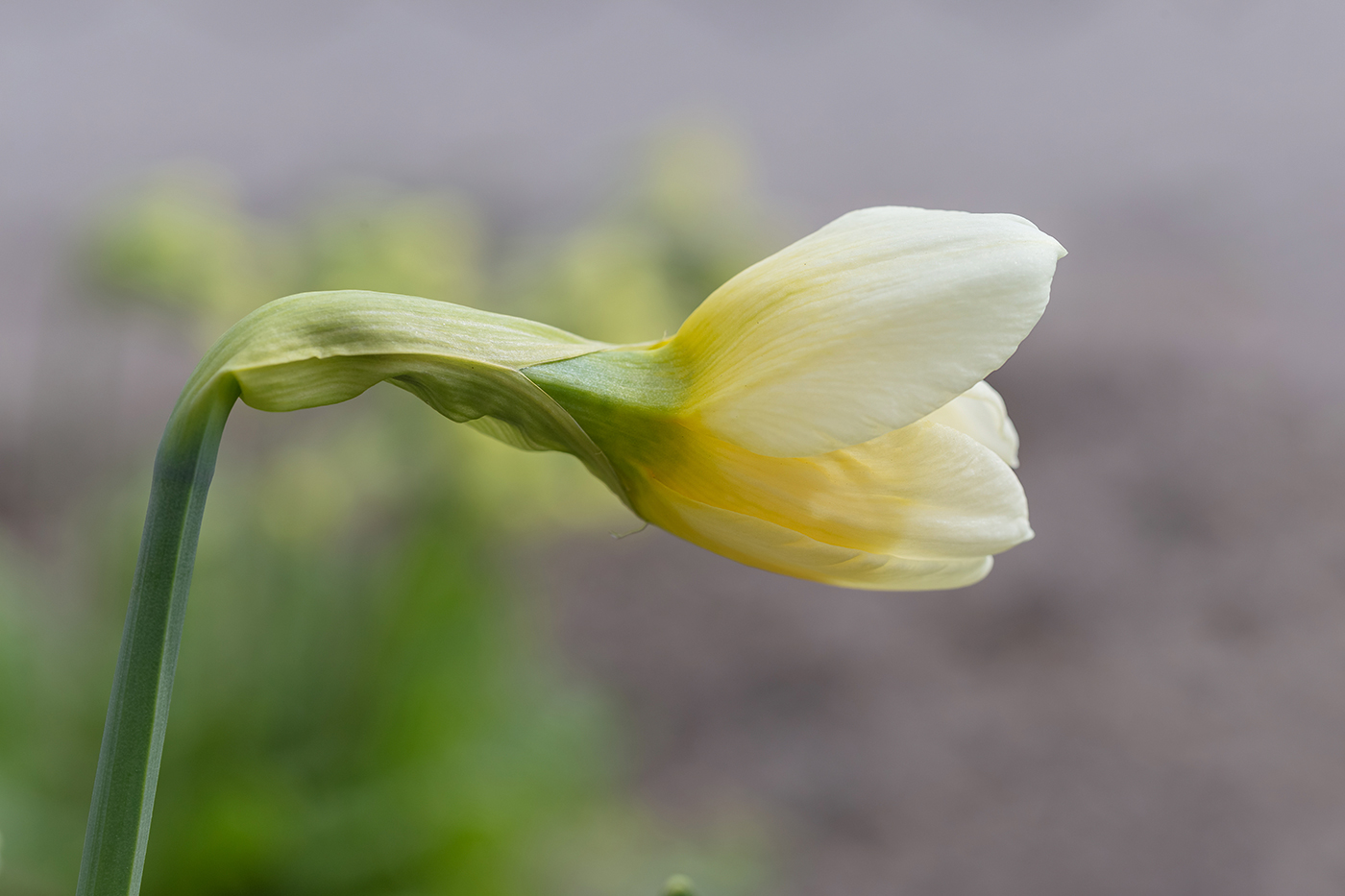 Image of Narcissus × incomparabilis specimen.