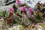 Bergenia pacifica. Цветущие растения. Приморский край, Чугуевский р-н, гора Облачная, выс. 1850 м н.у.м., в горной тундре среди камней. 07.06.2025.