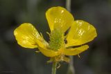 Ranunculus illyricus