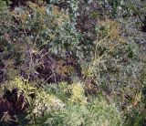 Anthriscus glacialis