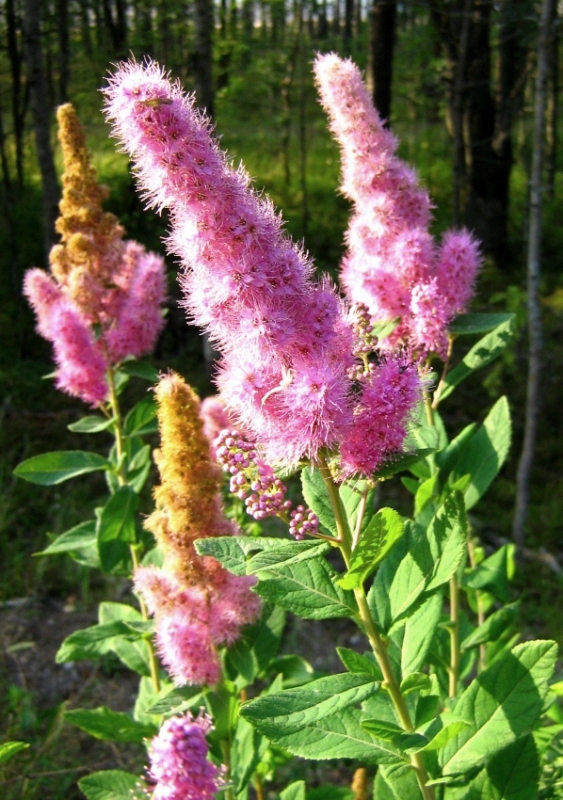 Image of Spiraea × billardii specimen.
