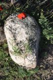 genus Papaver