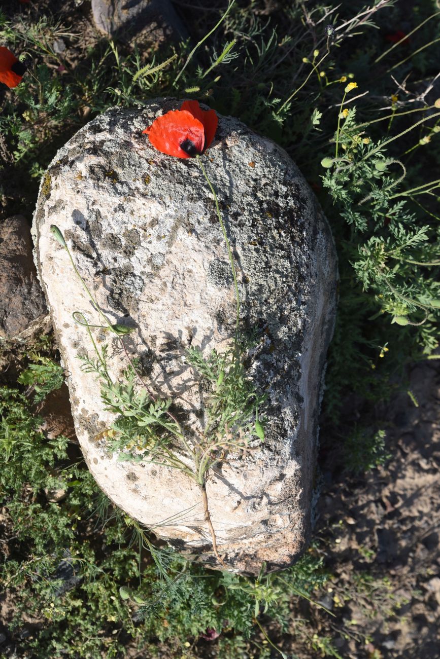 Изображение особи род Papaver.