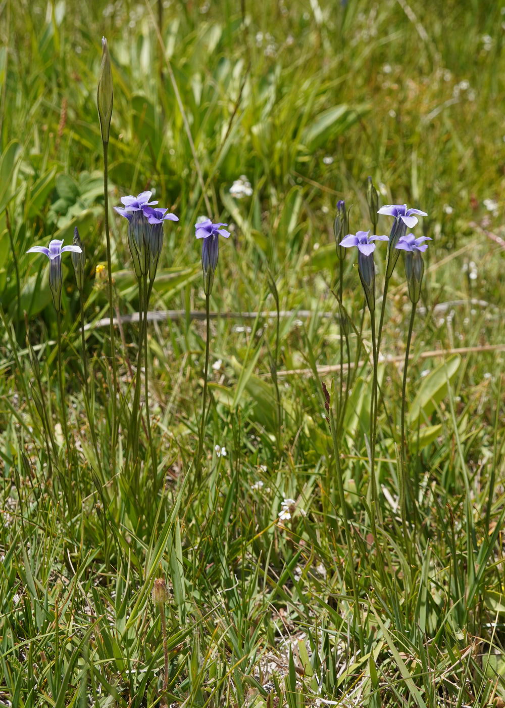 Изображение особи Gentianopsis stricta.