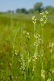 Eremogone koriniana