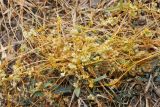 Cuscuta campestris