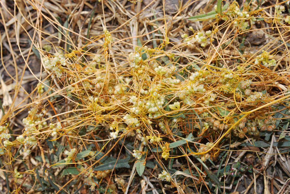 Image of Cuscuta campestris specimen.