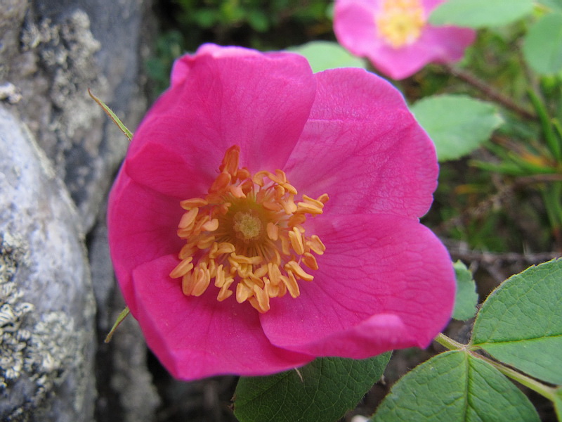Изображение особи Rosa acicularis.