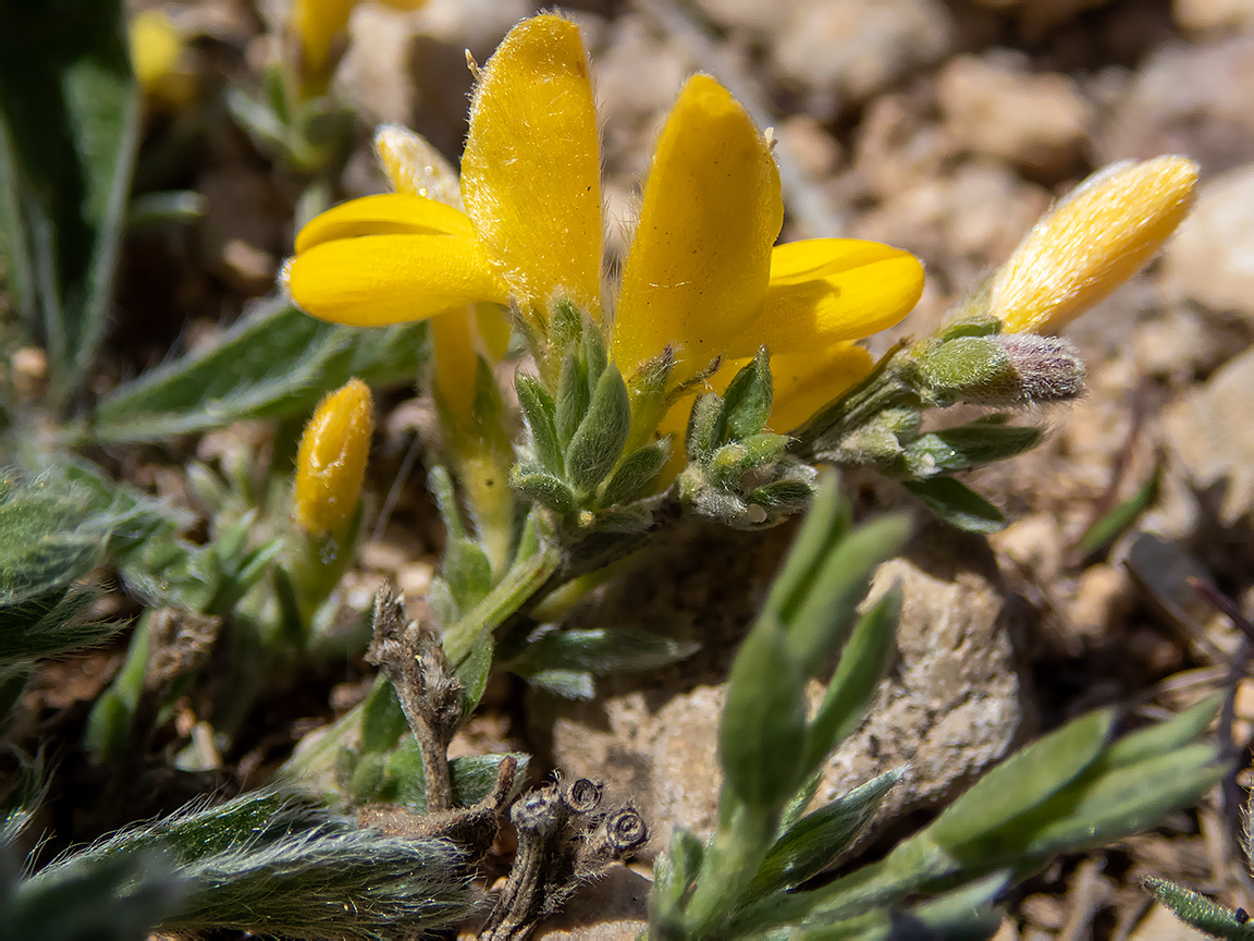 Image of Genista scythica specimen.