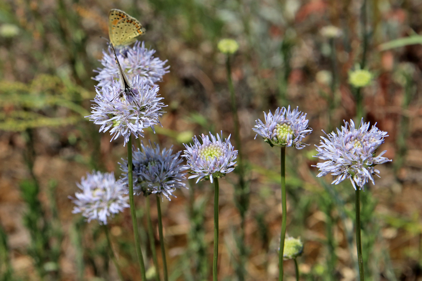 Image of Jasione montana specimen.