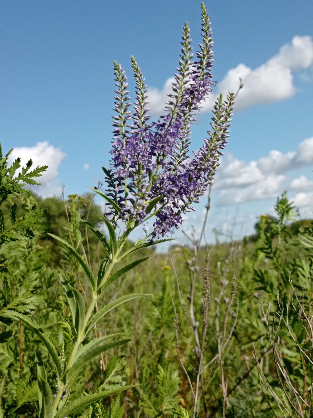 Изображение особи род Veronica.