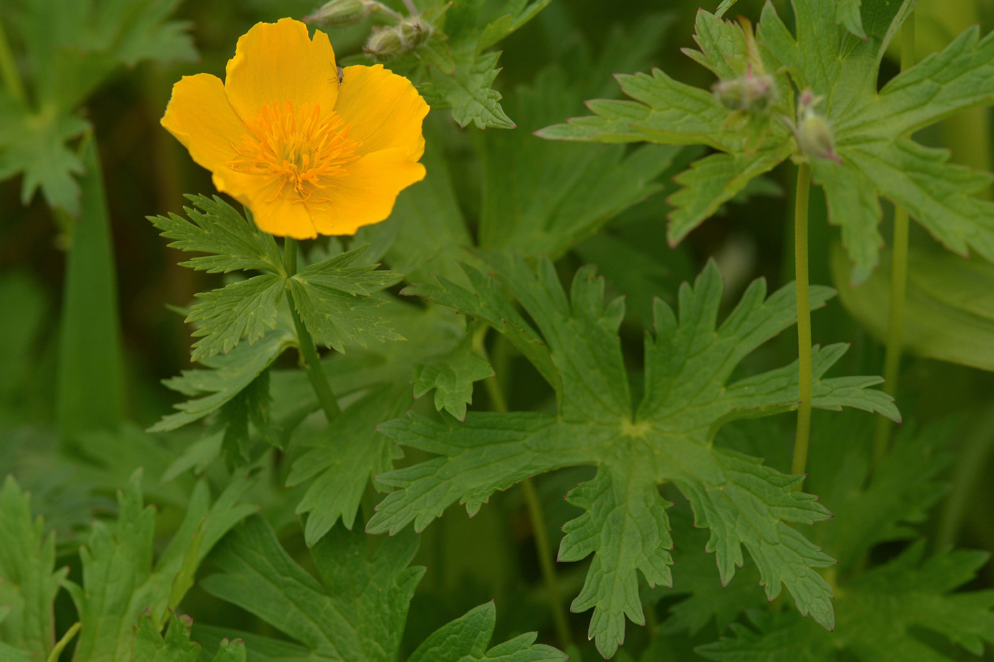 Image of Trollius riederianus specimen.