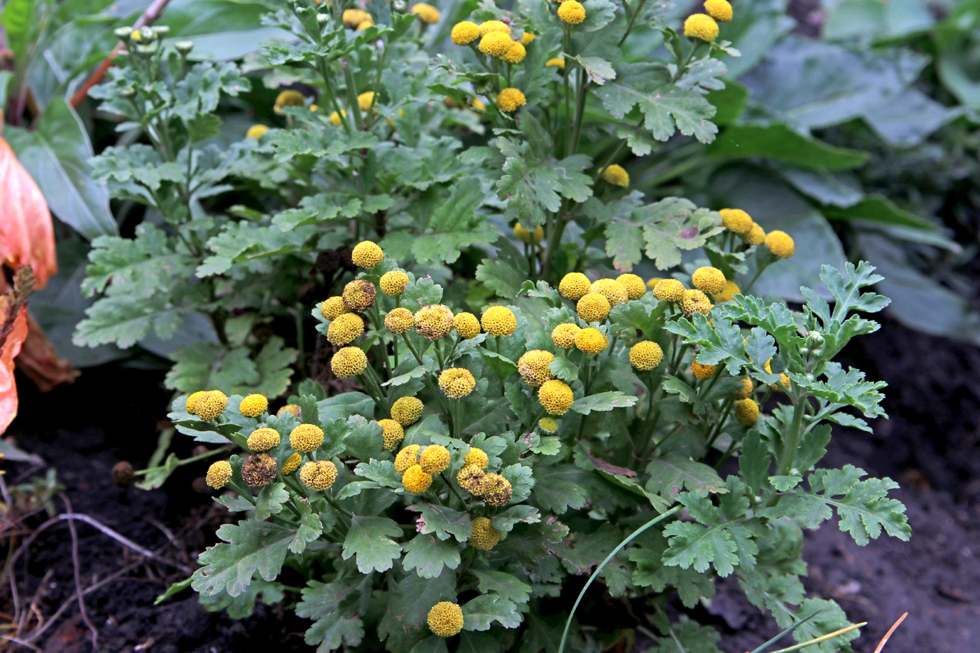 Image of Pyrethrum parthenium specimen.