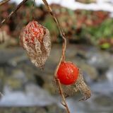 Image of taxon representative. Author is Сергей Проснев