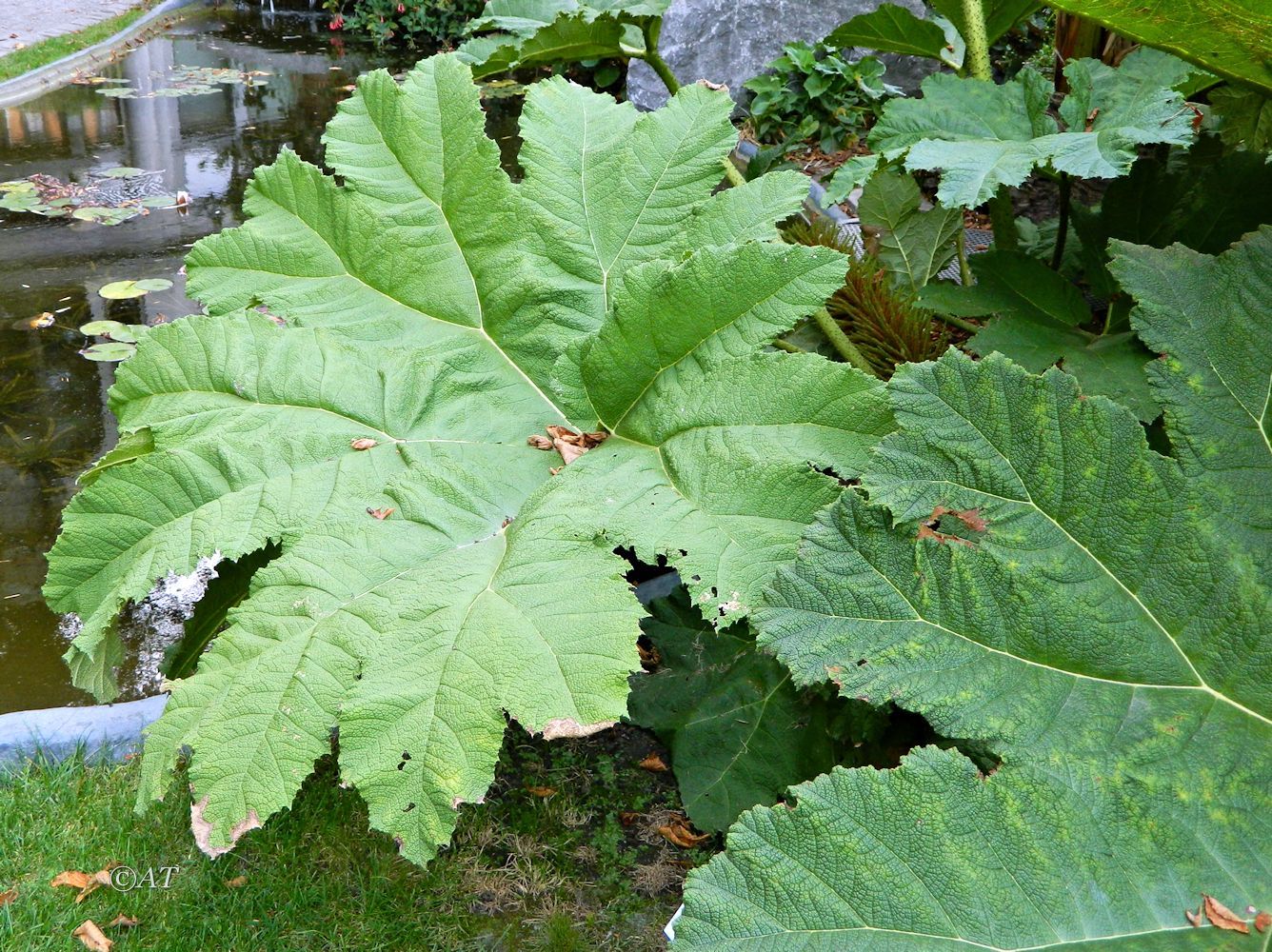Image of Gunnera manicata specimen.