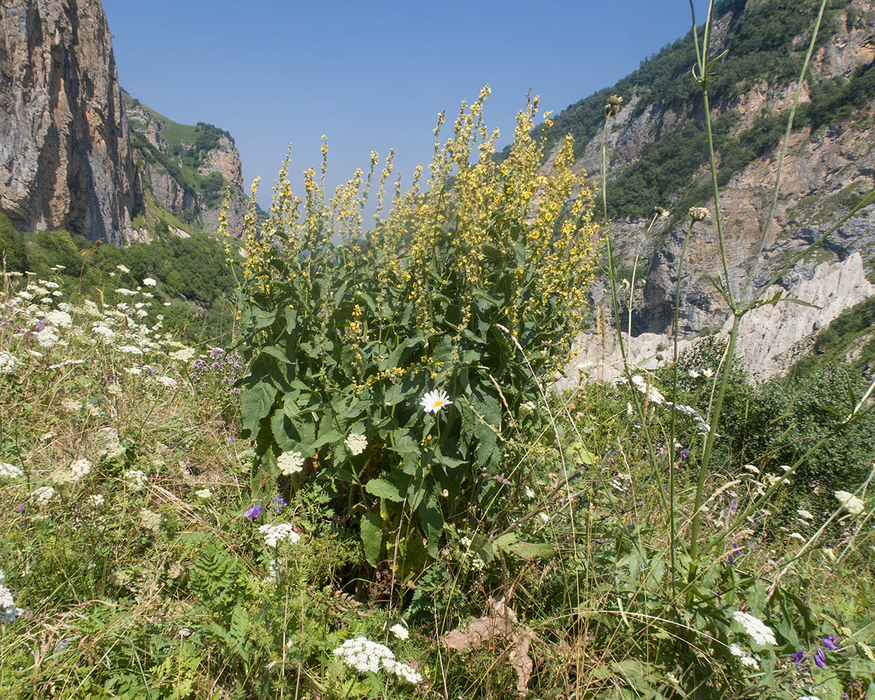 Image of Verbascum laxum specimen.