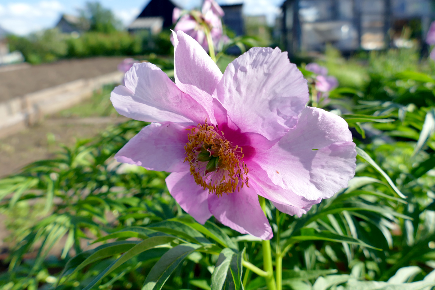 Image of Paeonia anomala specimen.