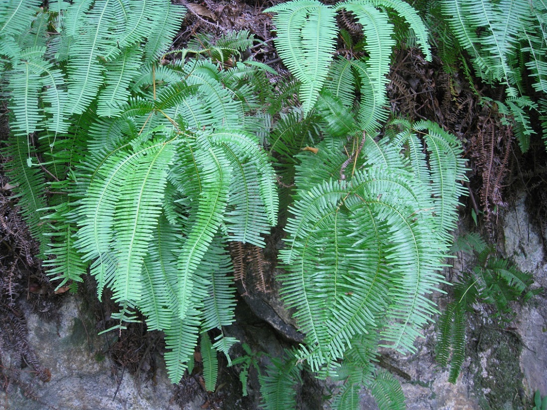 Image of genus Dicranopteris specimen.