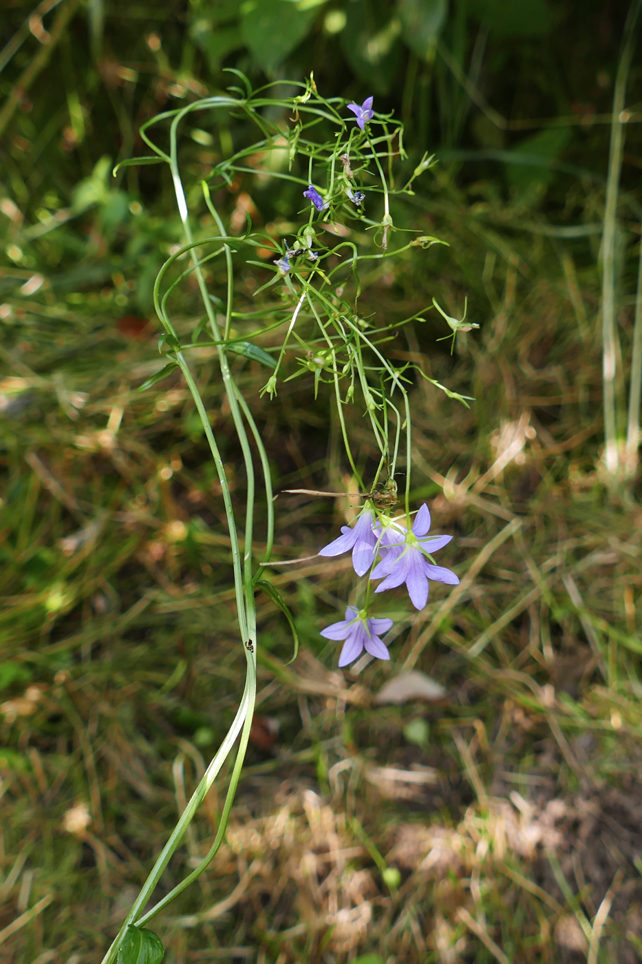 Image of Campanula patula specimen.