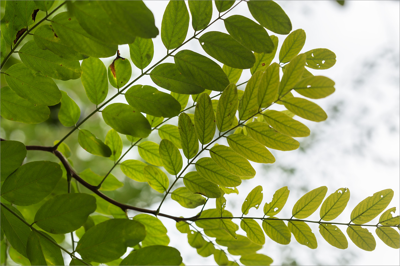 Изображение особи Robinia pseudoacacia.