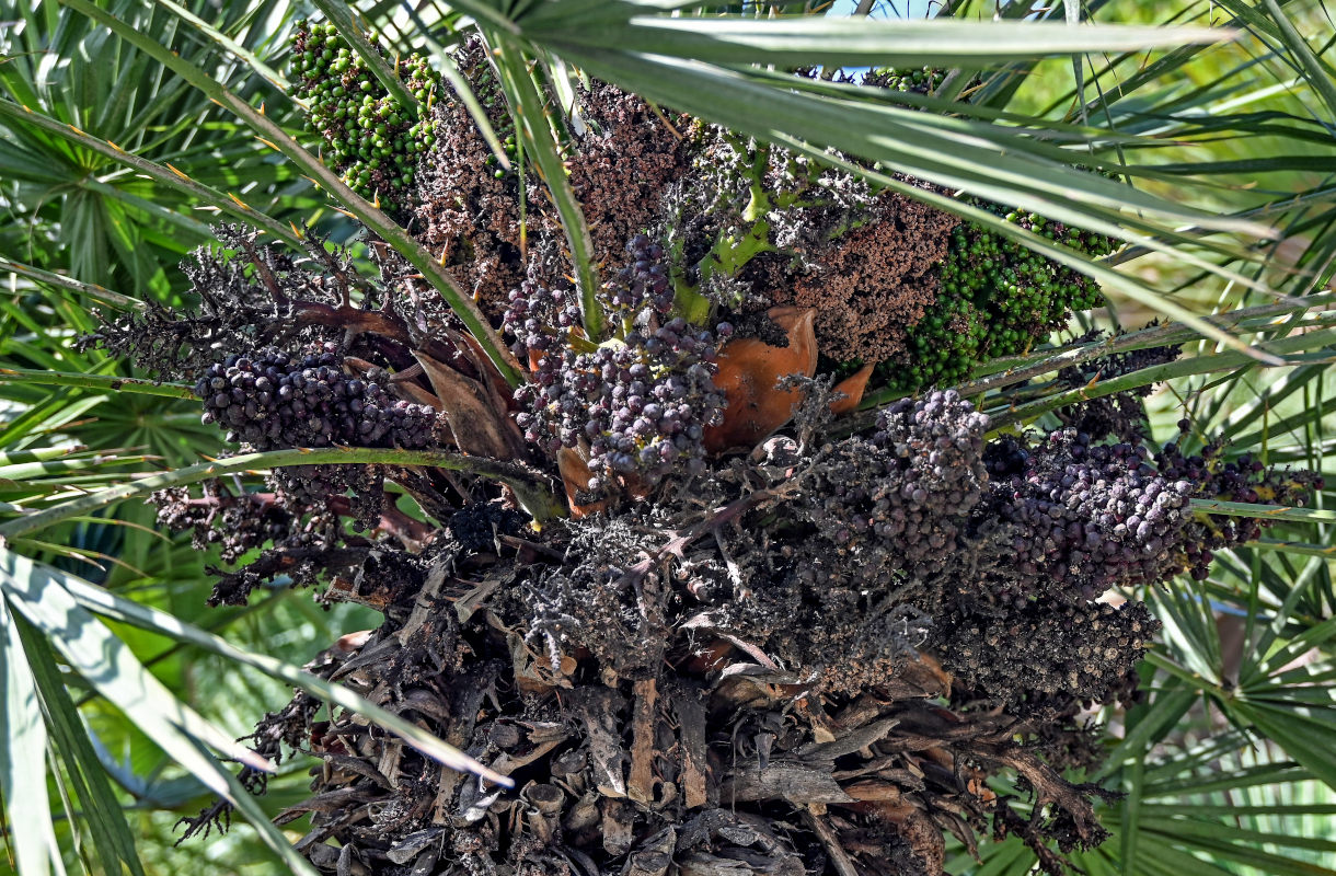 Image of Chamaerops humilis specimen.