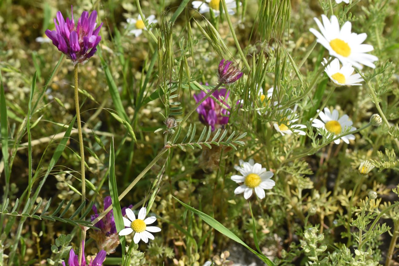 Image of genus Astragalus specimen.