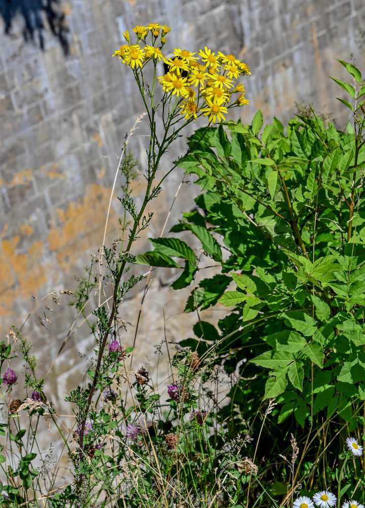 Image of Senecio jacobaea specimen.