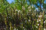 Cassiope ericoides. Верхушки побегов с цветками в сообществе с Pinus pumila. Хабаровский край, Советско-Гаванский р-н, Безымянный хр., 1811 м н.у.м., курумник. 29.06.2023.