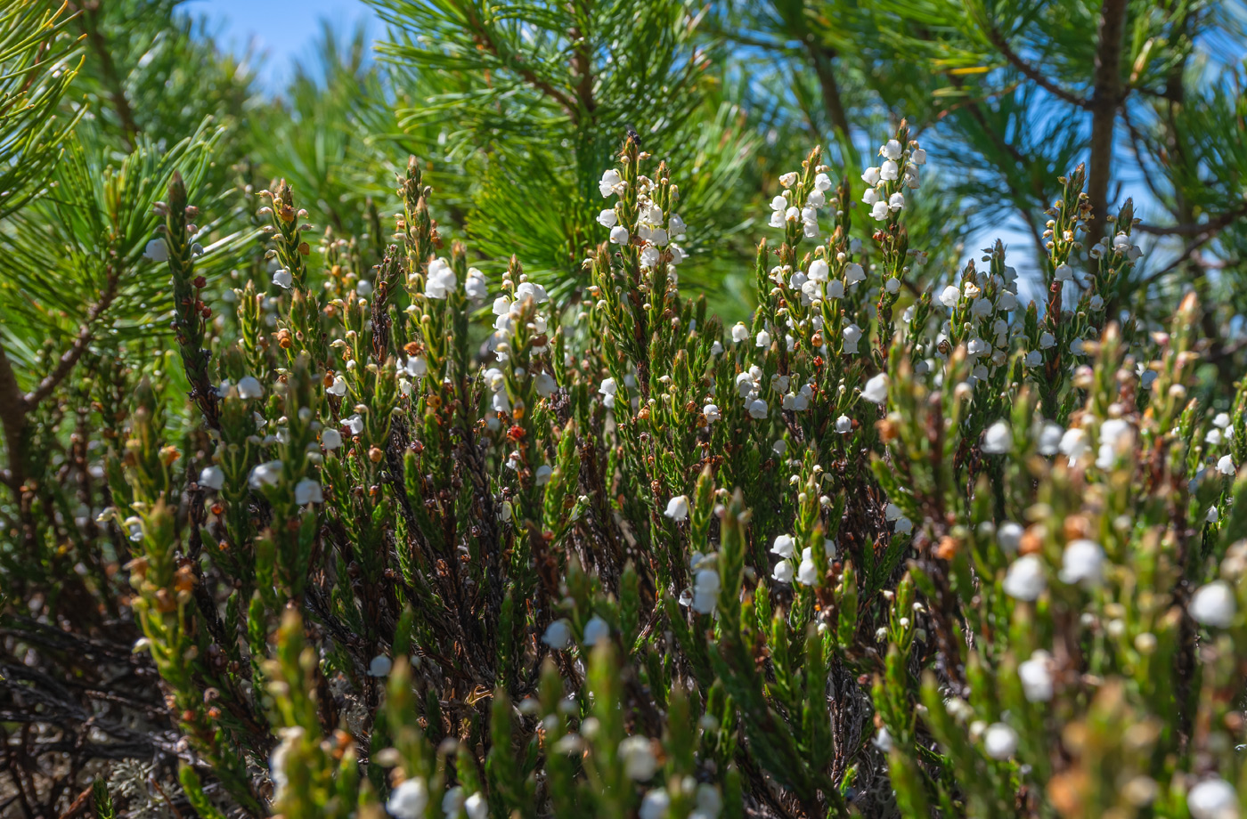 Image of Cassiope ericoides specimen.
