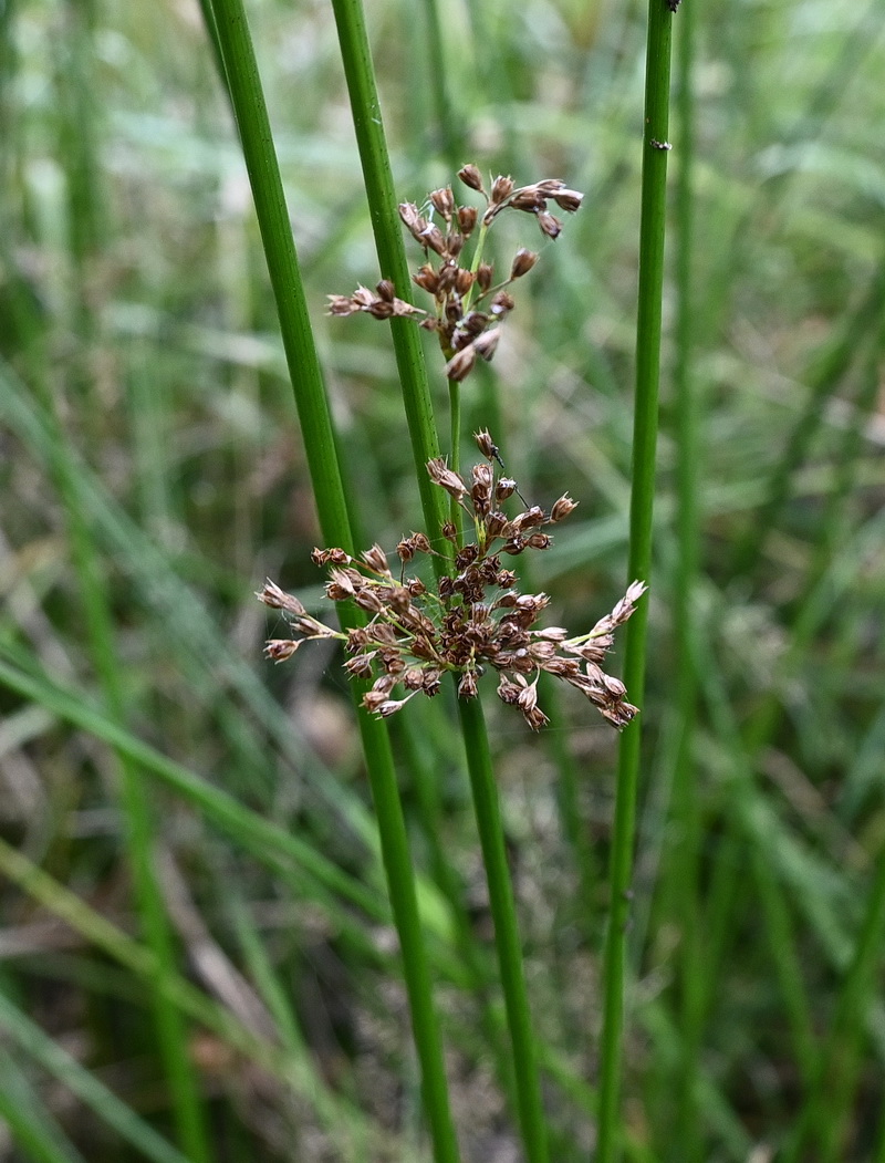 Изображение особи семейство Juncaceae.