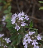 неопознанный вид. Цветки. Грузия, край Самцхе-Джавахети, Аспиндзский муниципалитет, окр. ур. Тавкветула, 200 м выше моста, подножие лев. борта долины р. Кура. 29 мая 2025 г.