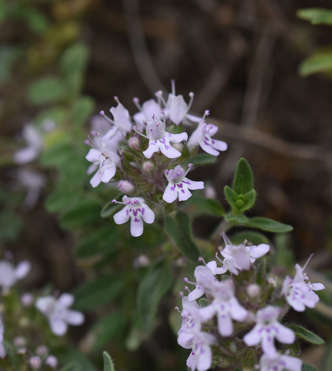 Изображение особи Неопознанный вид.