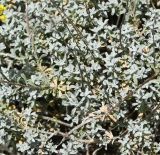 genus Odontarrhena. Побеги. Республика Кипр, Троодос, окр. ботанического сада \"Троодос\", ≈ 1400 м н.у.м., обочина дороги. 10.05.2026.