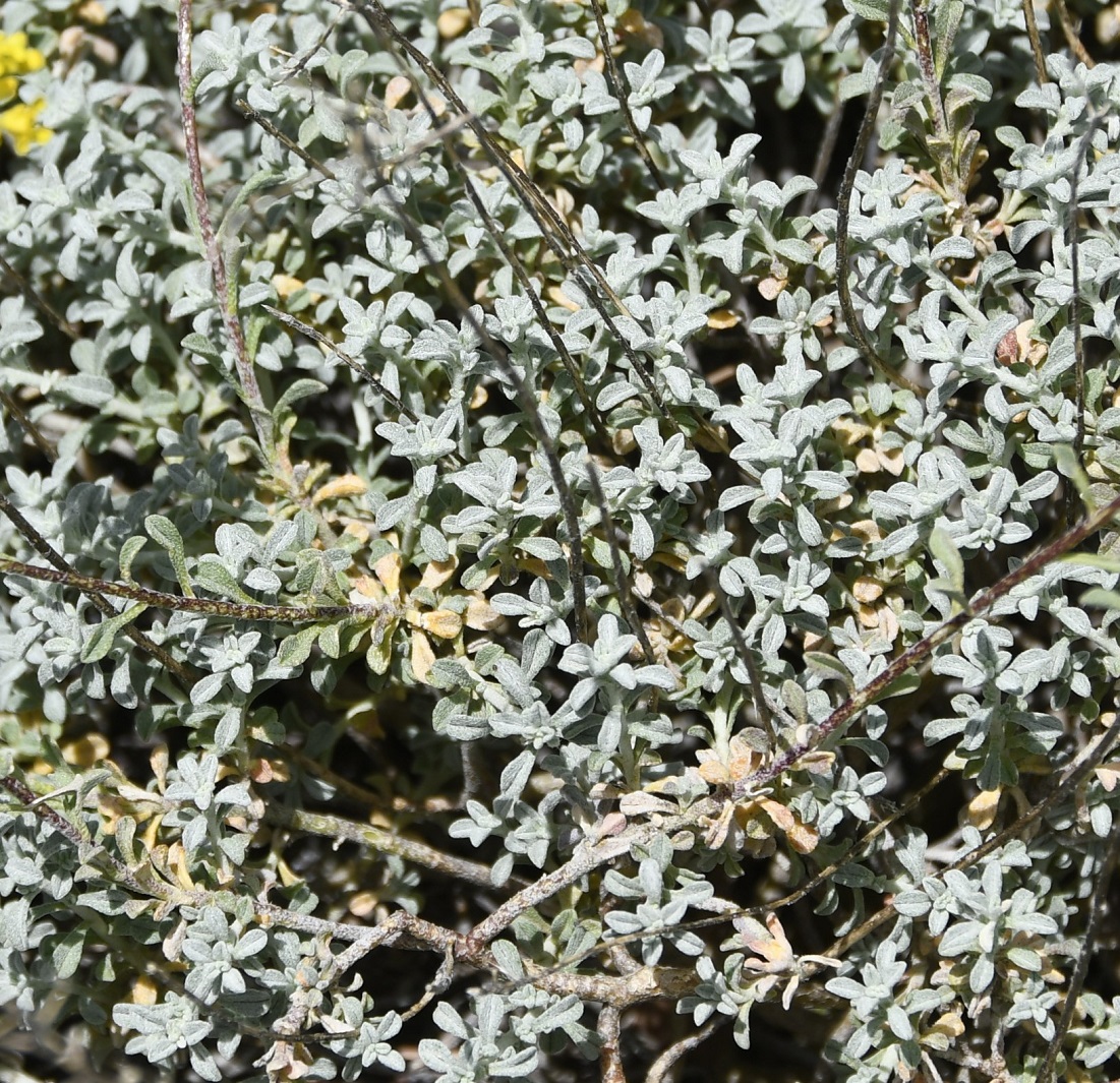 Image of Odontarrhena cyprica specimen.